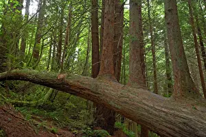 Redwoods: Upright growths from fallen tree