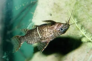 Upside: UPSIDE-DOWN CATFISH
