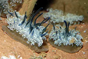 Andromeda: Upside Down Jellyfish