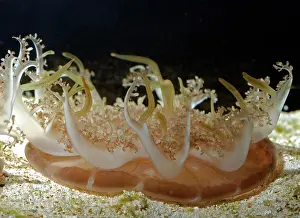Jellyfishes: Upside Down Jellyfish