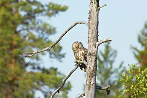 Uralensis: Ural Owl