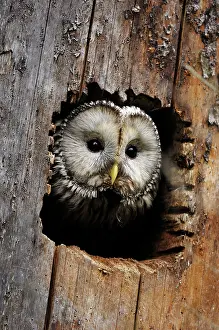 Uralensis: Ural Owl