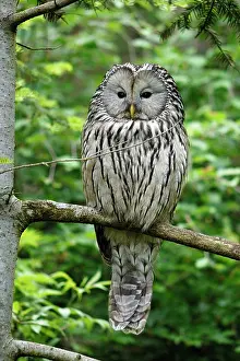 Ural: Ural owl