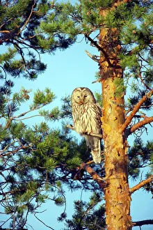 Ural: Ural Owl