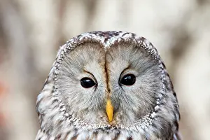 Ural: Ural Owl