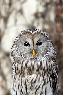 Ural: Ural Owl