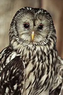 Ural: Ural Owl