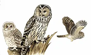 Ural: Ural Owl
