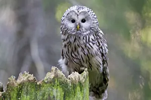Ural: Ural Owl adult