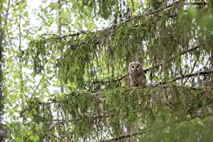 Ural: Ural Owl adult female perched in tree