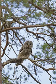 Ural: Ural Owl adult perched in pine