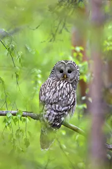 Ural: Ural Owl adult perched in pine