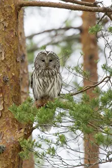 Ural: Ural Owl adult perched in pine