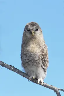 Uralensis: Ural Owl - Chick having just left the nest tree