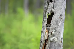 Uralensis: Ural Owl - Chick in Nest Tree