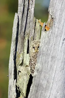 Uralensis: Ural Owl - Chick in Nest Tree