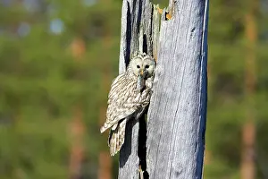 Ural: Ural Owl - Female Bring Food to Nest