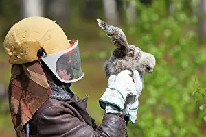 Ural: Ural Owl a researcher ringing young wearing