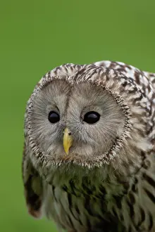 Strix: Ural owl (Strix uralensis) adult bird head portrait