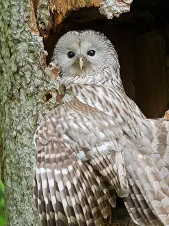 Free: Ural Owl (Strix uralensis). Adult at entrance of