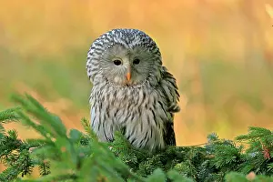 Strix: Ural Owl (Strix uralensis), adult, on fir tree