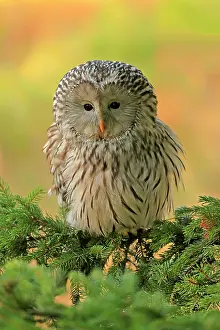 Strix: Ural Owl (Strix uralensis), adult, on fir tree