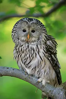 Strix: Ural Owl (Strix uralensis), adult, perch, alert