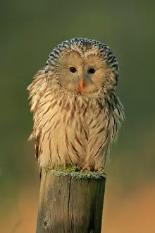 Strix: Ural Owl (Strix uralensis), adult, perch, alert