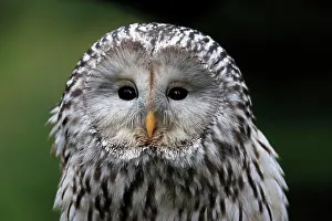 Ural: Ural owl (Strix uralensis), adult, portrait, alert