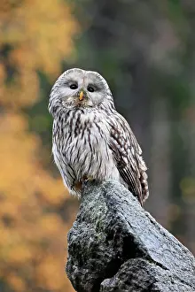 Ural: Ural owl (Strix uralensis), adult, on rocks, alert