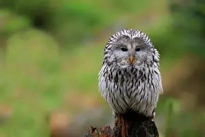 Ural: Ural owl (Strix uralensis), adult, waiting, alert