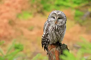 Ural: Ural owl (Strix uralensis), adult, waiting, alert