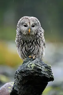 Ural: Ural owl (Strix uralensis), adult, waiting, alert