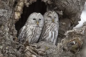 February: Ural Owl (Strix uralensis japonica)