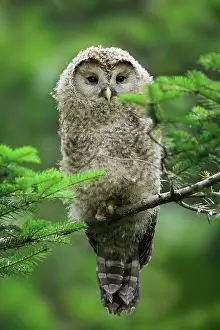 Ural: Ural owl (Strix uralensis), juvenile, Germany, Europe