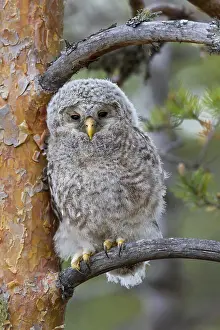 Earless: Ural owl (Strix uralensis) owlet perched in tree