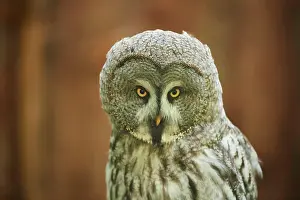 Ural: Ural owl (Strix uralensis), portrait, Bavaria, Germany