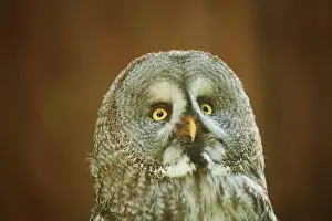 Ural: Ural owl (Strix uralensis), portrait, Bavaria, Germany