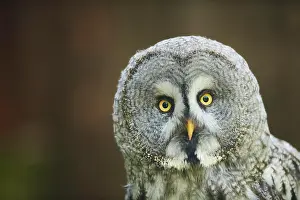 Ural: Ural owl (Strix uralensis), portrait, Bavaria, Germany