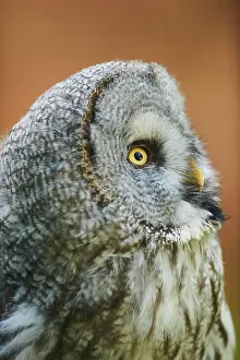 Ural: Ural owl (Strix uralensis), portrait, Bavaria, Germany