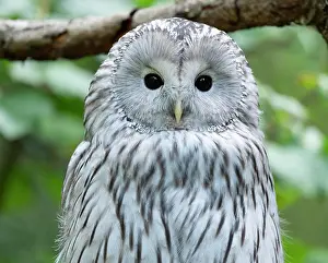 Strix: Ural owl (Strix uralensis), portrait, captive, Bavaria
