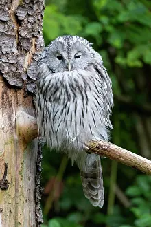 Ural: Ural owl (Strix uralensis), sitting on a branch