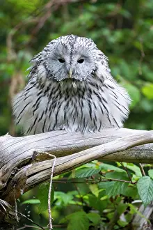 Ural: Ural owl (Strix uralensis), sitting on a branch