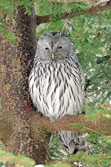 Strix: Ural Owl (Strix uralensis), sitting in tree, National