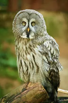 Ural: Ural owl (Strix uralensis) sitting on a tree trunk