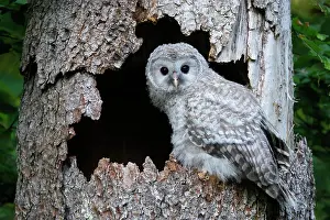 Strix: Ural Owl (Strix uralensis), young bird, branchli