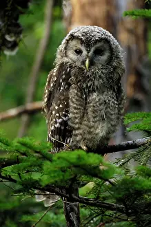 Uralensis: Ural Owl - young one
