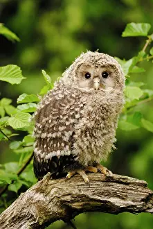 Ural: Ural owl - young