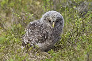 Ural: Ural Owl young