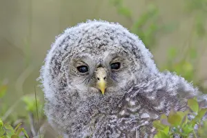 Ural: Ural Owl young
